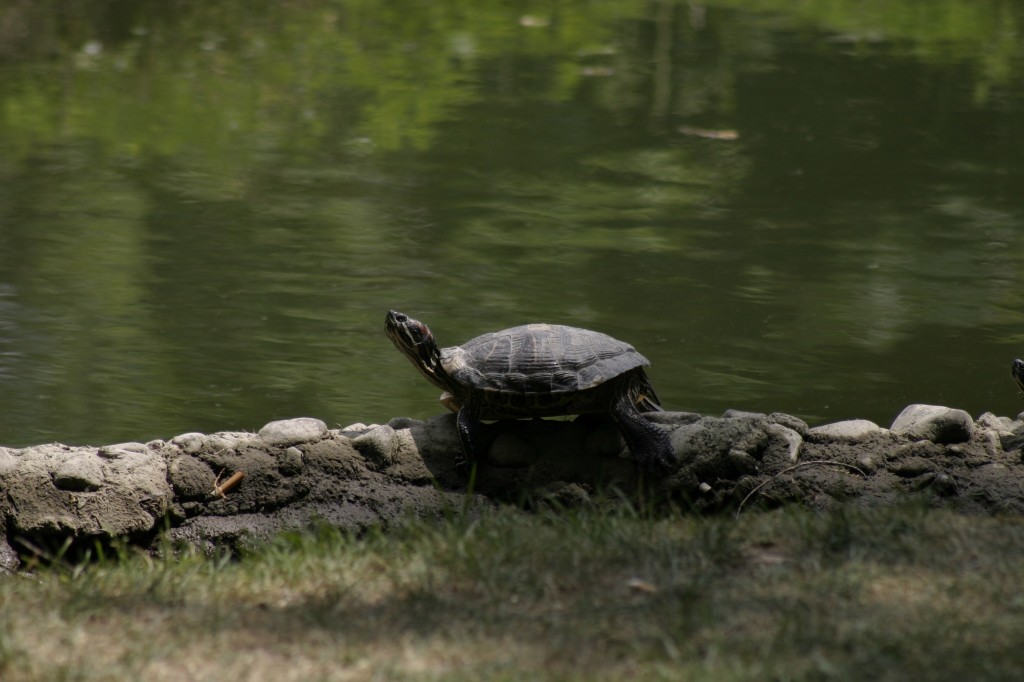 Schildkröte Milano