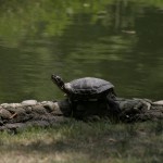 Schildkröte Milano